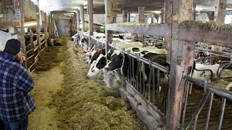 Het bedrijf heeft twee melkveestallen. De oudste stal is gerenoveerd door onder meer de zoldering (op balkhoogte, rechts) te verwijderen.