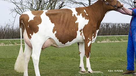 Strijdje 189 van de familie Van Dee uit IJzendoorn (Gld.) is een dochter van de nieuwe roodbonte lijstaanvoerder Camion van de Peul.