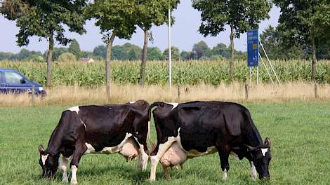 Dien 28 (rechts) met moeder Dien 20, die 184.309 kilo melk en 13.036 kilo vet en eiwit produceerde, in de wei van melkveehouder Michel Verhoeven in Beek Montferland.