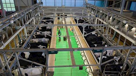 Medewerker Gerjan Miggels melkt de koeien in de 2x18 stands zij-aan-zij melkstal met individuele krachtvoerdosering.
