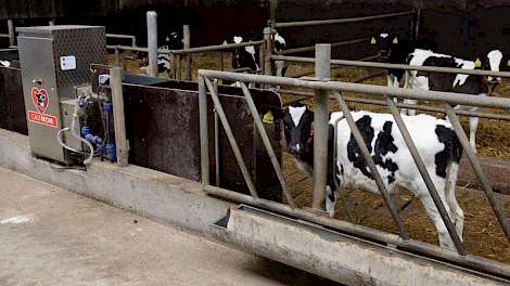 De jongste kalveren komen in het strohok aan de drinkautomaat, en verhuizen later door naar de ligboxen. In deze stal blijven ze tot ze zes maanden oud zijn.