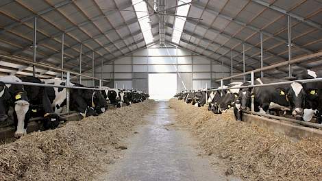 De dubbele behandelstraat maakt voerhekken overbodig in de nieuwe stal. Prettige bijkomstigheid is dat het nu rustig is in de stal, er zijn geen klapperende voerhekken.