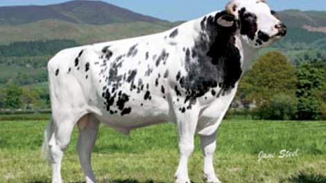 Picston Shottle realiseert met 113 het hoogste aanhoudingsgetal van alle stieren.