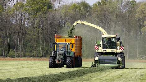 Jan Willem Beltman uit Eefsele (GD) heeft 100 hectare gemaaid. Beltman is melkveehouder en loonwerker. Hij hakselt met een eigen hakselaar. Ook bij hem ziet het gras er goed uit. De zode heeft weinig geleden van de afgelopen zachte winter. Het gras staat