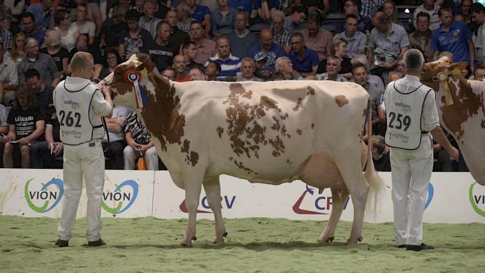 Moerhoeve Marina 238 (Classic x Tribute) van de familie Van der Aa uit Sint Michielsgestel werd verkozen tot kampioene in de categorie roodbont oud.