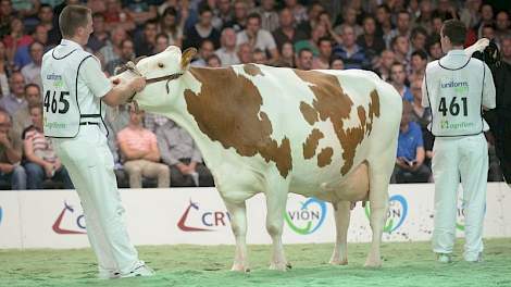 Imposium-dochter Annie 164 (eigenaar H.W. & J.G. & M.E. te Peele-te Strake, Winterswijk Corle)