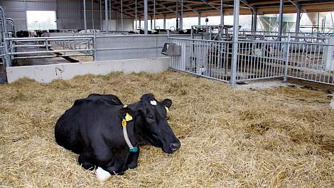 Er verrees een nieuwe stal met daarin ruimte voor 120 koeien. De koeien worden gevoerd via een Schulens-voerhek (achtergrond). Er is echter al geanticipeerd op een eventuele uitbreiding naar 160 koeien, door een voergang rondom de stal te maken. Daar zou