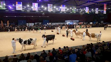 De Holland Holstein sHow werd afgelopen zaterdag goed bezocht. De tribune (onder in beeld) zat de hele dag vol en ook de ‘staanplaatsen’ rondom de ring waren de hele dag gevuld. Twee ringen in plaats van drie zorgde voor een goed overzicht.