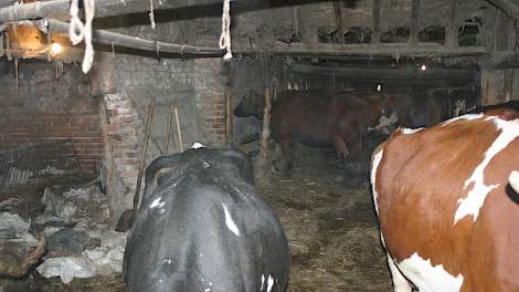 Op het platteland van Bulgarije heerst armoede. Gebrek aan geld resulteert in een bijna desolate staat van huisvesting van de dieren, zoals op dit schapen en melkveebedrijf van veehouder Kroushkova.
