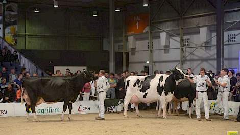 Met catalogusnummer 92 was de onbekende Geertje 466 (v. Allen) van Teus van Dijk uit Giessenburg de oudste aanwezige koe, ze werd prompt verkozen tot kampioene bij de senioren.