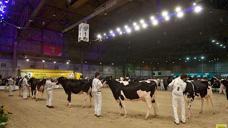 De Koe-Expo startte met de individuele keuring van de jongste rubriek zwartbonte (en in de andere ring roodbonte) vaarzen.