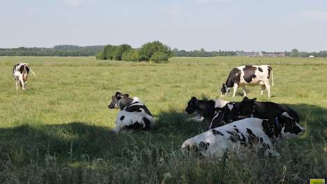 Veehouders die weiden zijn gewaarschuwd. De NVWA controleert strenger of koeien wel over voldoende schaduwplekken beschikken en genoeg water krijgen.