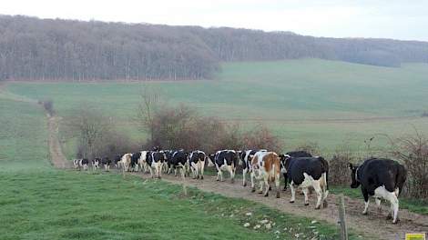 Volgens Aldert komt het goed uit dat de 50 melkkoeien nog zo lang buiten kunnen lopen, want ze hebben dit jaar bijna geen tweede snede hooi kunnen winnen. Lozeman kan in een goed jaar twee flinke sneden hooi winnen. Door de droogte is de grasopbrengst van