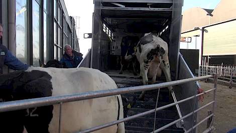 Verhuizing droge koeien Dairy Campus