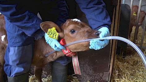 Gebruik van een sonde bij kalveren - Jaar van het Kalf - www.melkvee.nl