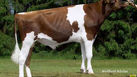 Met torenhoge fokwaarden voor de gehalten en uiers debuteert Future Dream H. Amor Red op de derde plaats in de ranglijst van roodbonte Holstein-stieren met Nederlandse dochters aan de melk.