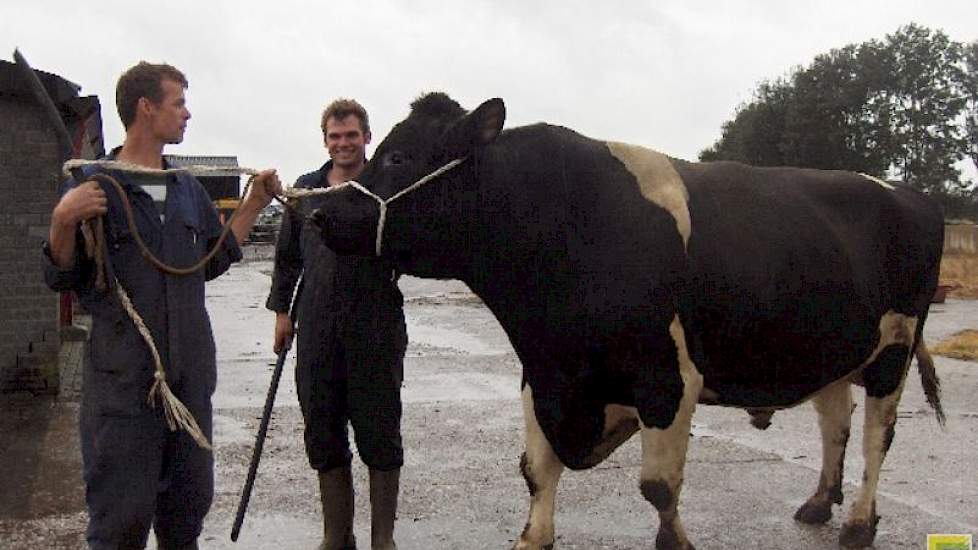roem Oordeel snor Twee koeien van eigen stier tegelijk honderdtonner | Melkvee.nl - Nieuws en  kennis voor de melkveehouder