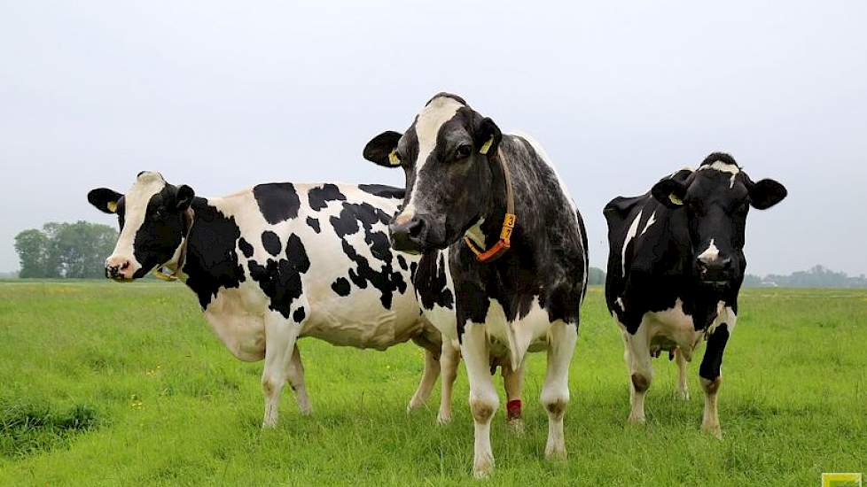 In het midden de 16-jarige tientonner Bartje 238 (Newhouse Rocko × Cash) van de familie Vonk uit Goudriaan, die meeliep in de finale van de vorige editie van De Beste Boerenkoe in oktober 2013 in Hoornaar. Ze werd er verkozen tot publiekskampioene. Links