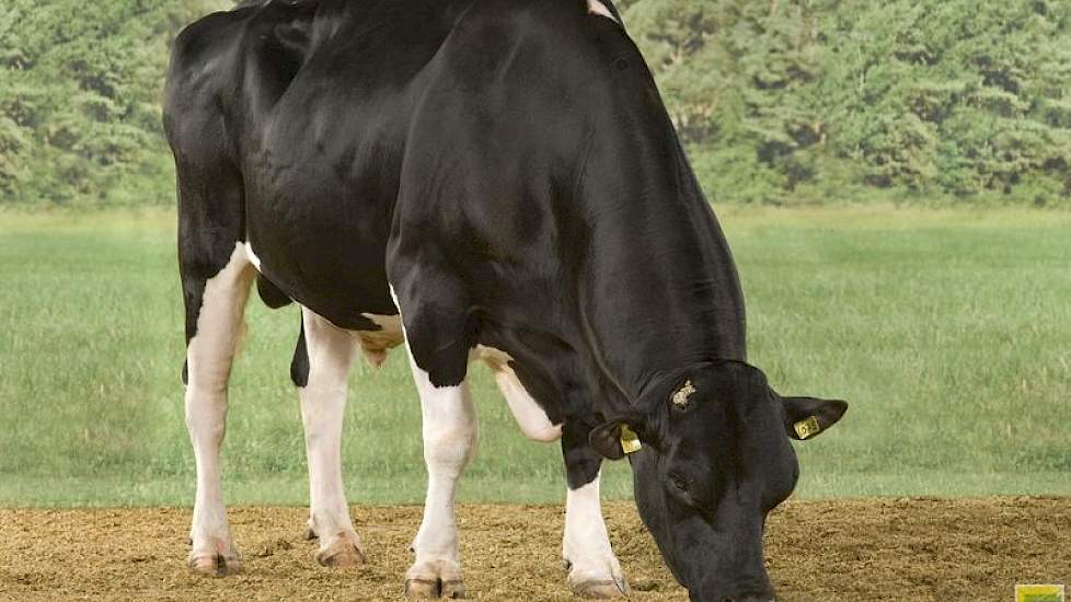 Beekmanshoeve Bertil is drager van HH4, evenals zijn zonen Bertoli, Enigma, Lambert en Ubrox.