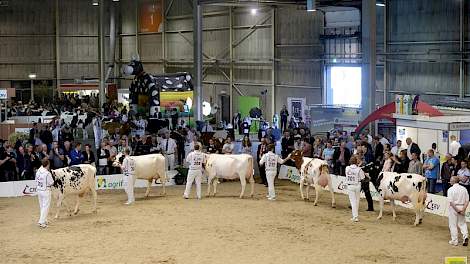 In juni 2015 was er op de Koe-Expo in Den Bosch al eens een dochtergroep van Stellando te zien.