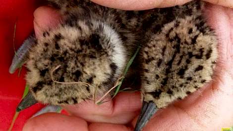 Strijtveen zet zich al jaren in voor het behoud van weidevogels, zoals deze gruttokuikentjes.