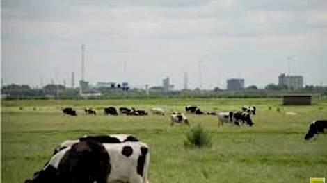Koeien in de regio Midden-Delfland.