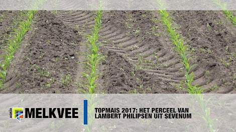 Topmais 2017: Het perceel van Lambert Philipsen uit Sevenum - www.melkvee.nl