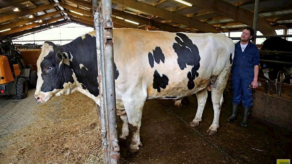 John de Vries met eigen stier Jimm. Holstein Mr. Mike (Maik x Tiamo).