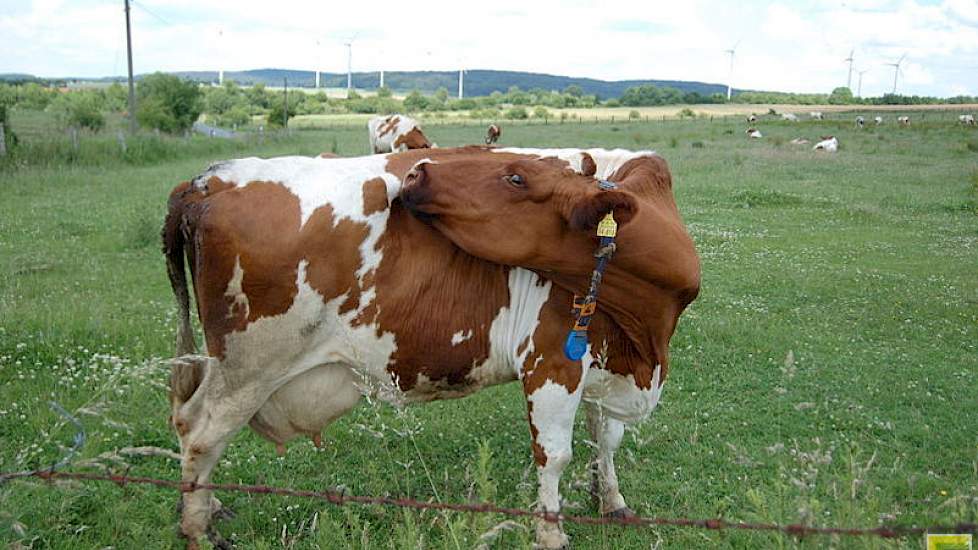 Melkkoeien in Noordrijn-Westfalen.