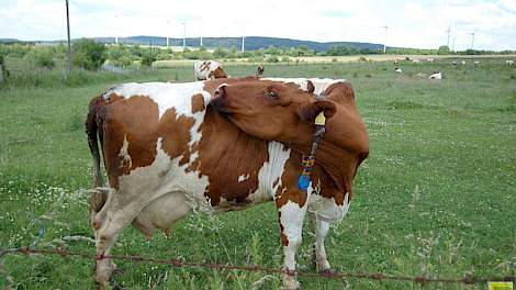 Melkkoeien in Noordrijn-Westfalen.