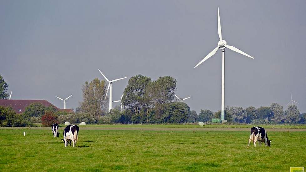 Melkkoeien in de Duitse regio Ost-Friesland.