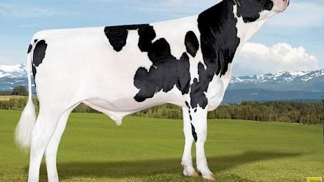 De jonge stier Peak Solar (Monterey x Supersire) heeft een NVI van 269 en is kappacaseïne EE geclassificeerd.