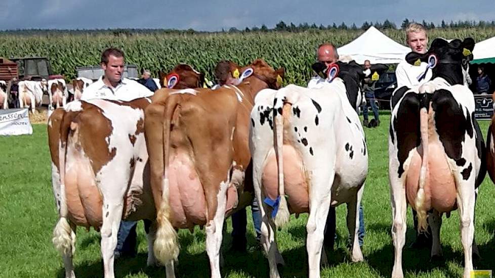 De buren Wim en Diny Steegink-Boode en Kees en Jolanda Oosten-Boode leverden de kampioensduo's bij de oudere koeien.