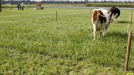 Op het terrein was een proefveld met verschillende grasmengsels. Daarop liep een heus 'smaakpanel', dat inzichtelijk maakte dat grasklavermengsels het smakelijkst waren en dat rietzwenkgras als weidegras geen goed idee is.