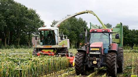 Het perceel van Stegers is 2,5 hectare groot. Gisterenochtend bleef de maïs nog redelijk overeind, maar toen er wind en regen tegelijk overheen kwam, knakte alles af.