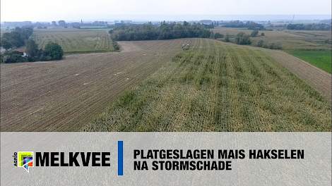 Platgeslagen mais hakselen na stormschade - www.melkvee.nl