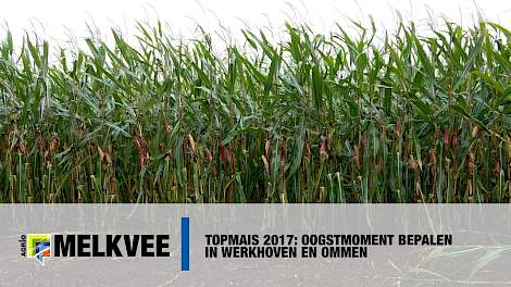 Topmais 2017: Oogstmoment bepalen in Werkhoven en Ommen - www.melkvee.nl