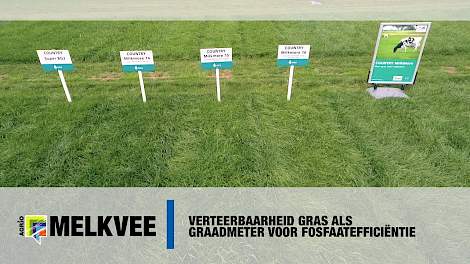 Verteerbaarheid gras als graadmeter voor fosfaatefficiëntie - www.melkvee.nl