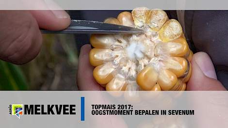 Topmais 2017: Oogstmoment bepalen in Sevenum - www.melkvee.nl