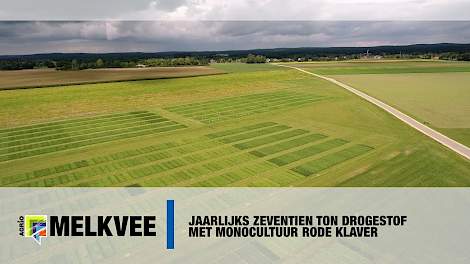 Jaarlijks zeventien ton drogestof met monocultuur rode klaver - www.melkvee.nl