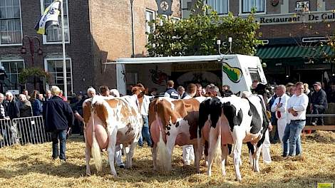 Van links naar rechts de vier kampioenen van Caudumer Holsteins, de familie Haytema uit Koudum: reservekampioene oud Hinke 199 (v. Destry), middenklasse- en algemeen kampioene Hinke 267 (v. Aikman), vaarzenkampioene Doutzen (v. Paradise) en reservekampioe