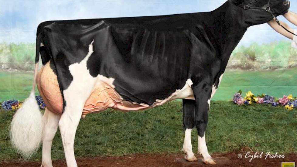 Rosiers Blexy Goldwyn-ET.