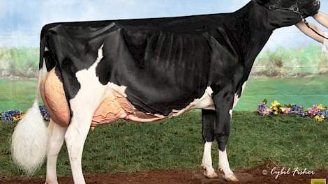 Rosiers Blexy Goldwyn-ET.