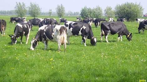 Netwerk GRONDig komt op voor grondgebonden veehouderij. Beeld: Netwerk GRONDig.