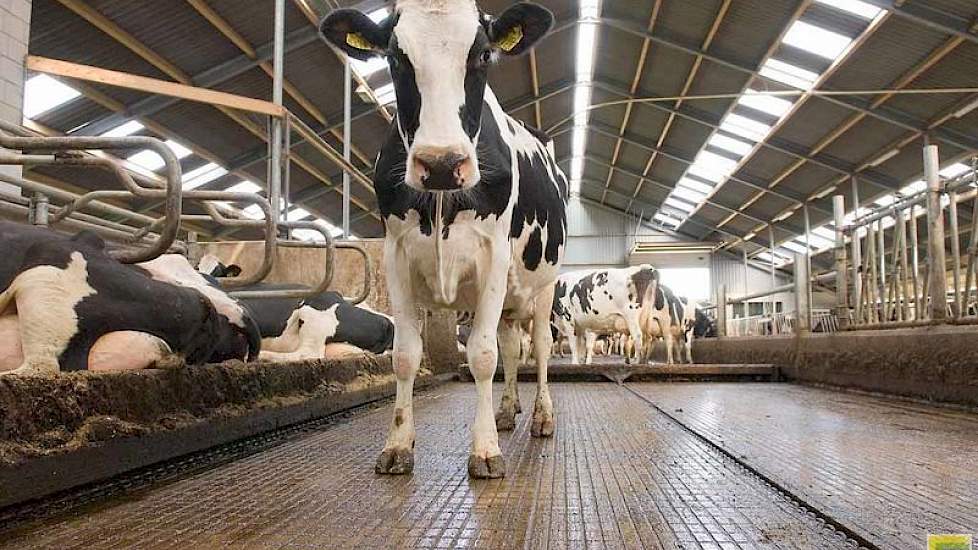 Countus: één op de vijf melkveehouders kopen | Melkvee.nl - en kennis voor de melkveehouder