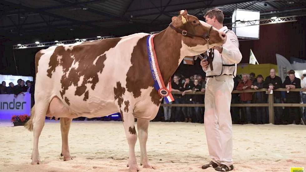 De HHH-kampioene van vorig jaar Zeedieker Roseanna Red (EX-94). Van deze koe worden embryo's geveild tijdens de Tulip Sale. Daarnaast loopt ze ook dit jaar weer mee in de individuele keuring.