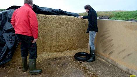 Hemstede haalde dit jaar een topopbrengst van tegen de 60 ton per hectare. De voederwaarde viel hem echter wat tegen. Het doel was om 1000 VEM en 400 gram zetmeel te oogsten. Die bleef echter steken op 964 VEM en 361 gram zetmeel. „Niet dat de voederwaard