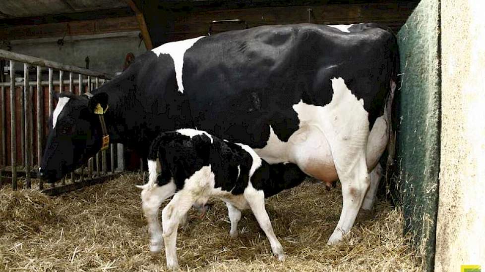 Verkenning: melkveehouder cruciale succesfactor kalf bij de koe | - Nieuws en kennis voor de melkveehouder