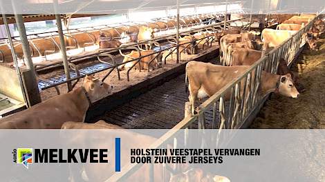 Holstein veestapel vervangen door zuivere Jerseys - www.melkvee.nl