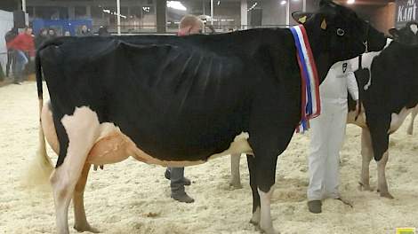 De uit Frankrijk geïmporteerde Drakkar Bulona van de combinatie Steegink/Diamond Genetics won het algemeen kampioenschap op de avondkeuring in Pesse. De Lotta Hill Shottle 41-dochter was in blakende vorm.